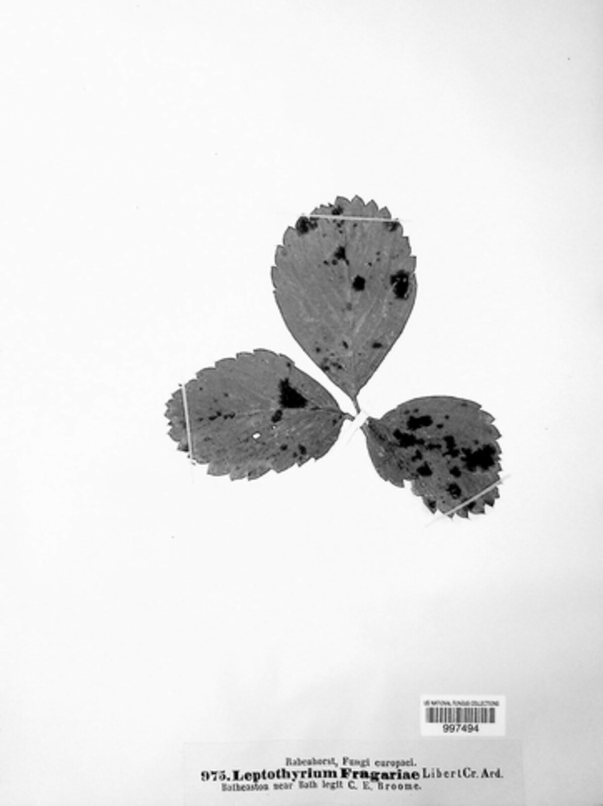 Diplocarpon fragariae image